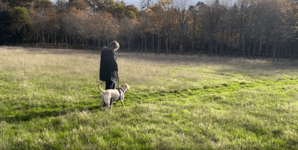 woman walking with dog in grass field