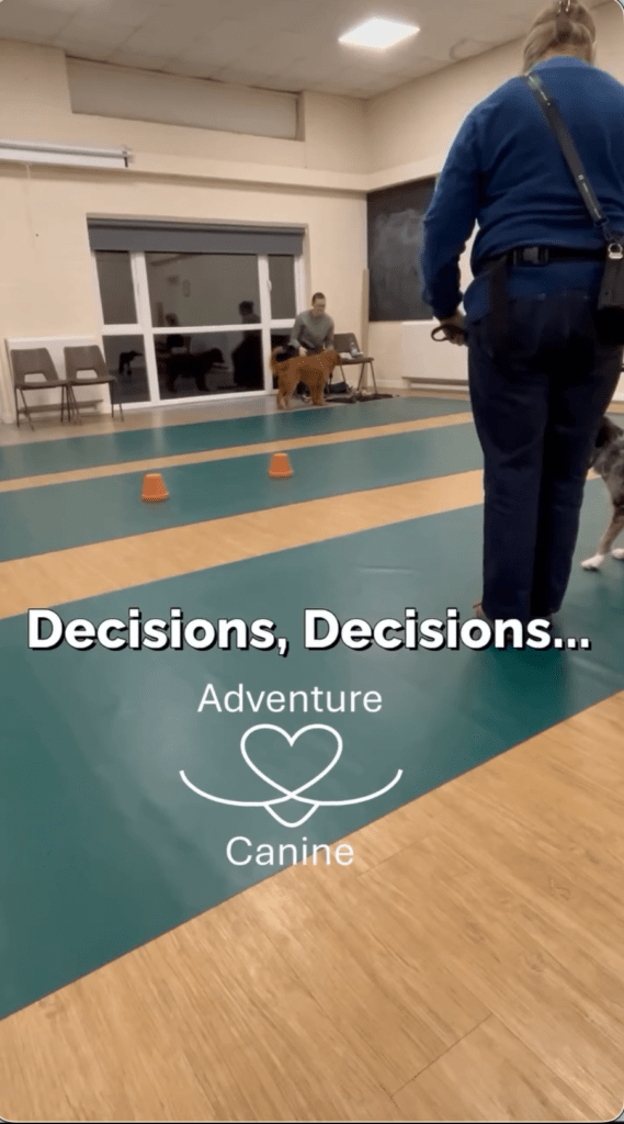 scent dog trainiing courses  with adventure canine