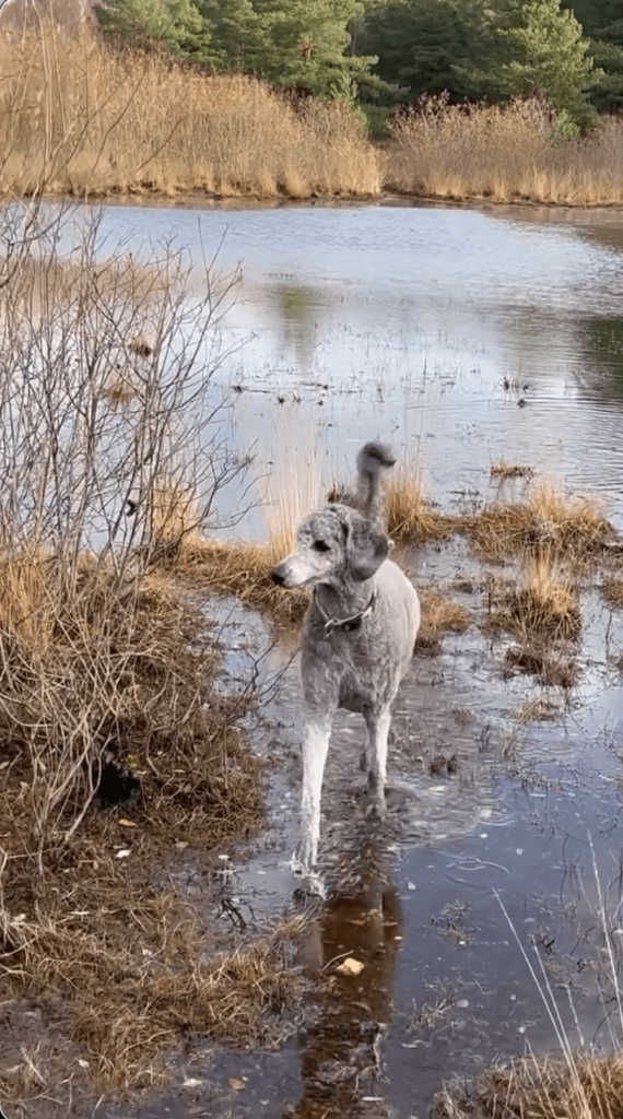 Video Gallery - Screenshot 2025 12 18 at 13.24.30