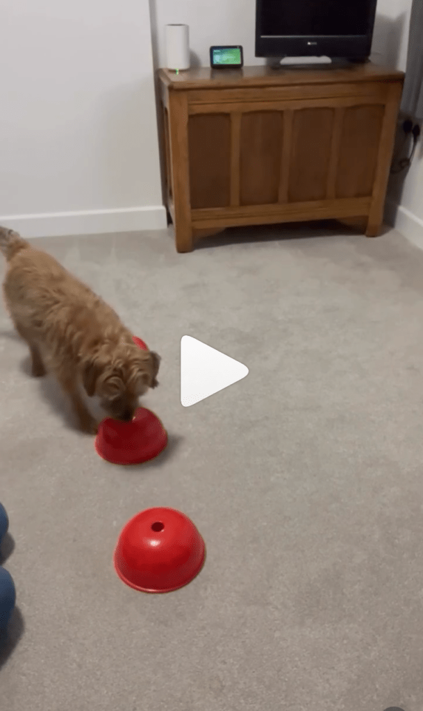 Border terrier scent work